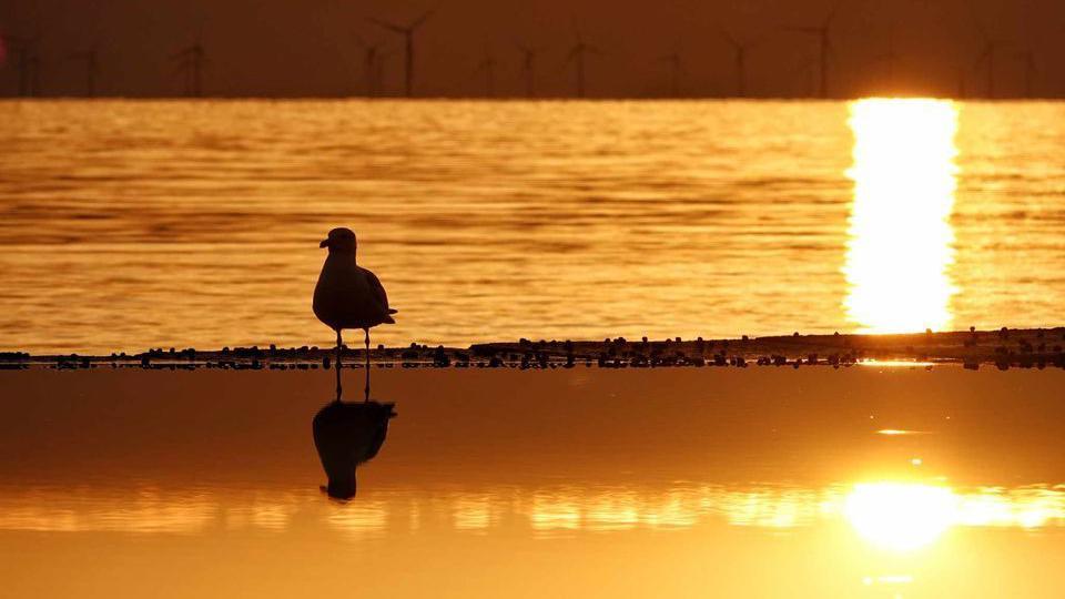 A seagull standing on sand bank with the sea reflecting an orange sunset