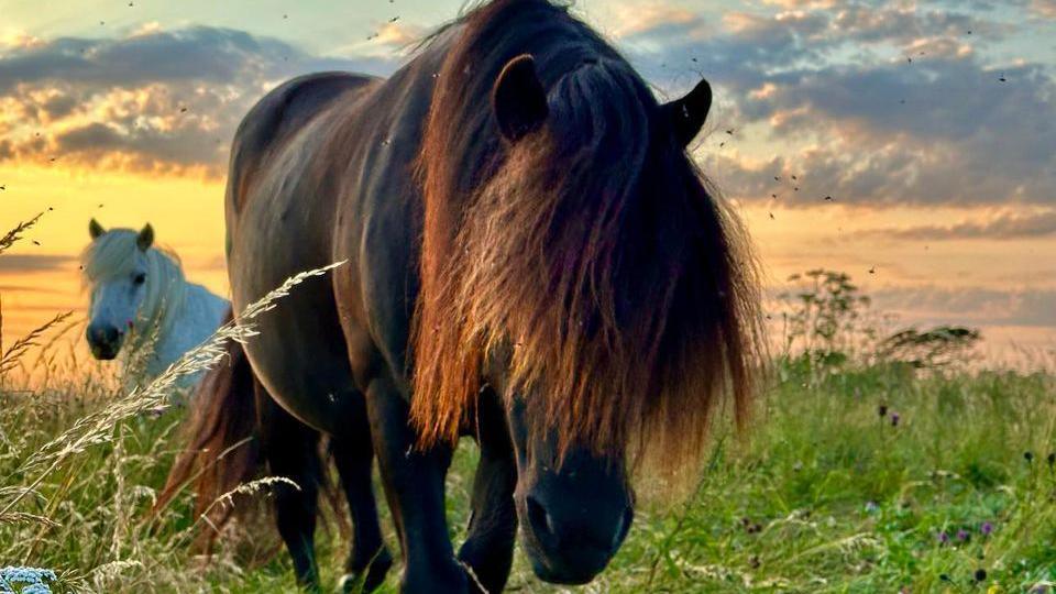 A brown horse. a white horse behind the brown horse. 