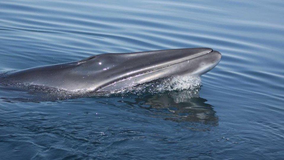 Minke Whale near the Isle of Man coast