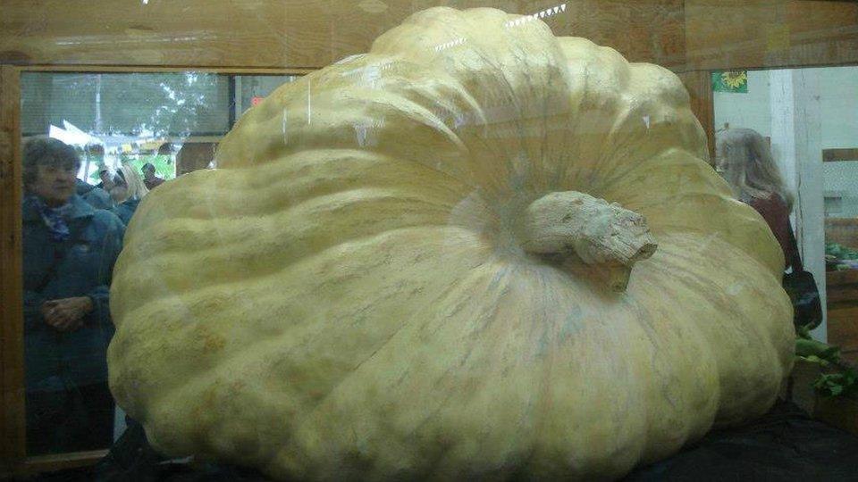 Ron Wallace's giant pumpkin