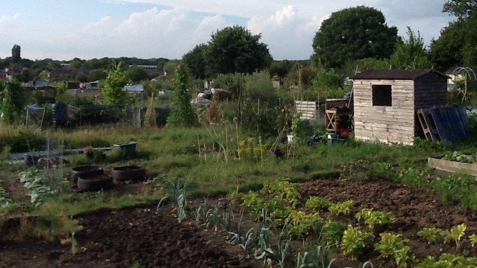 Leatherhead allotment