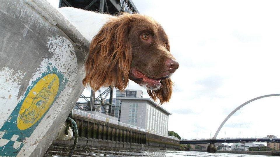 Barra training on the Clyde