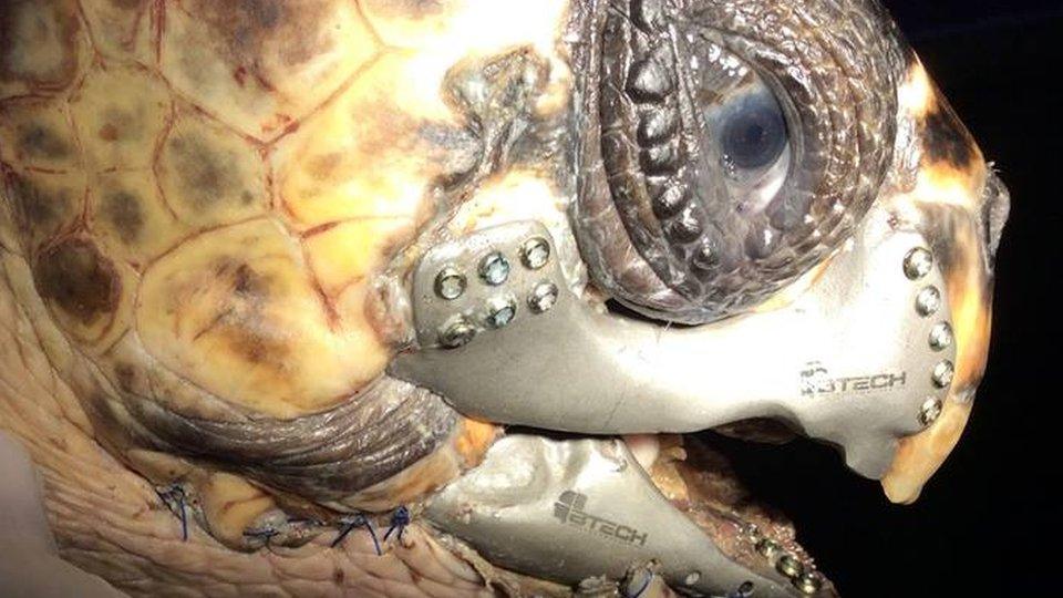 Turtle fitted with 3D printed jaw