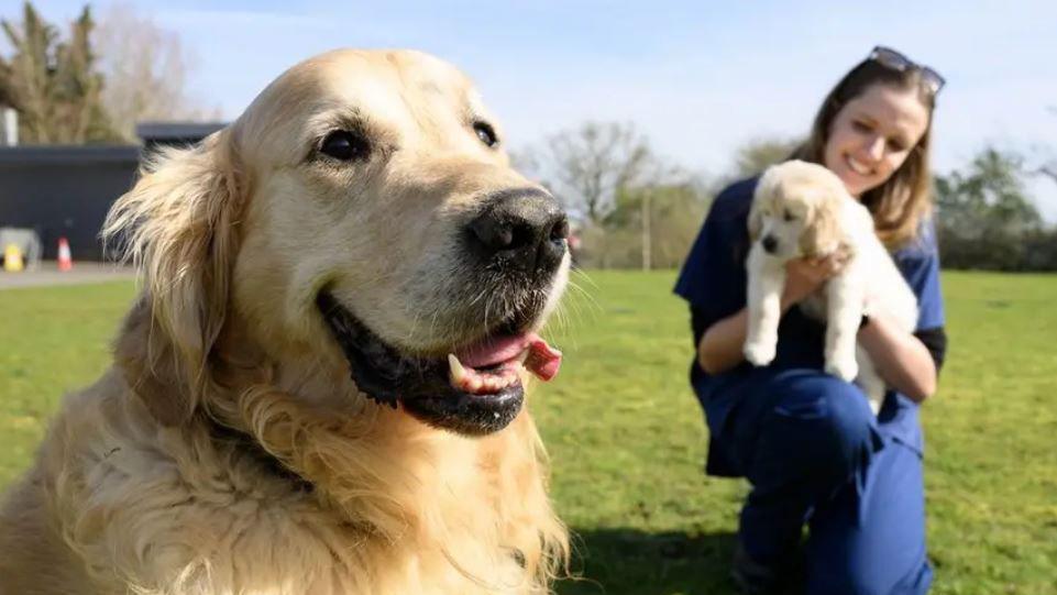 Golden retriever, Trigger, pictured close up to the left of the camera, with a woman holding a golden retriever puppy in the background. She is dressed in a blue uniform and they are pictured on a patch of grass.