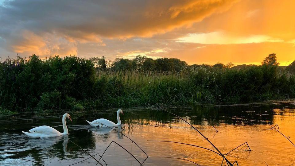 Two swans in a river with a sunset overhead 