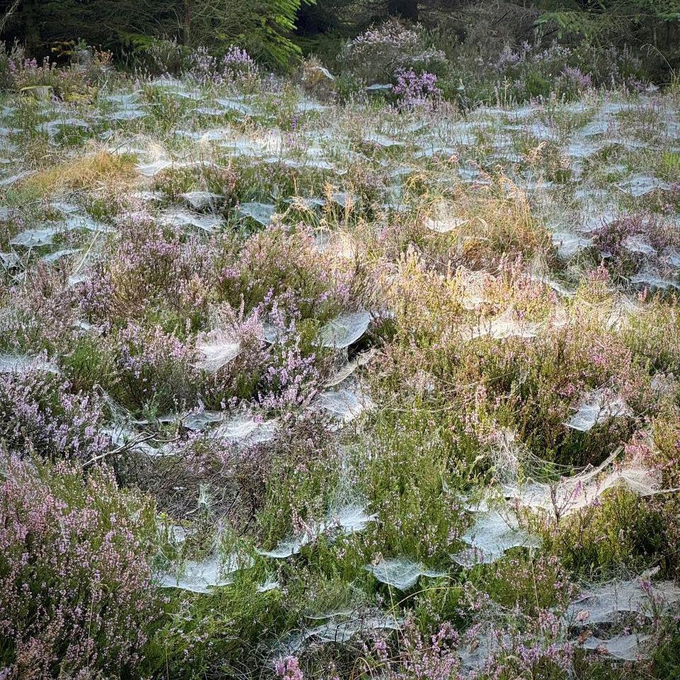 Wet cobwebs on heather 