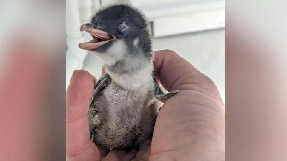 A tiny penguin chick sits in the palm of someone's hand. It has its beak open and its head turned to the side.