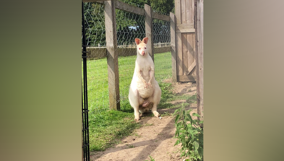 Bruce the wallaby