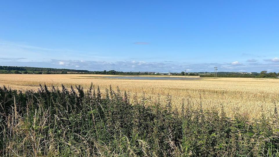 A wheat field with a blue sky above it