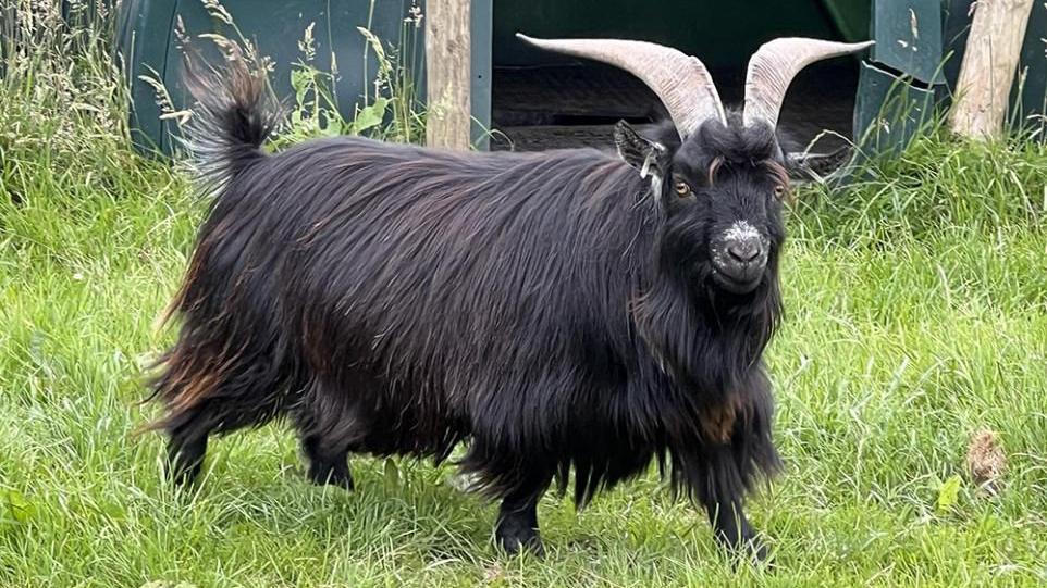 A black pygmy goat standing in a field.