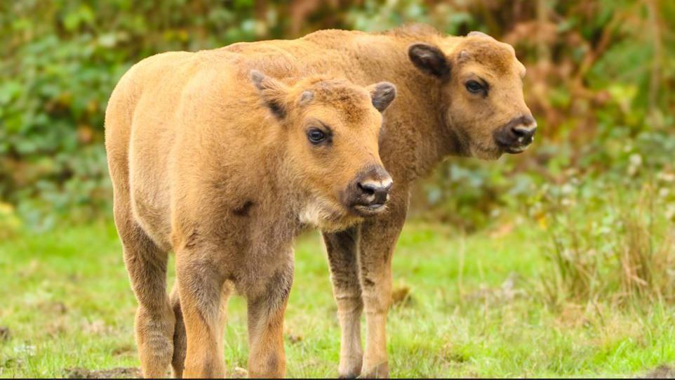 Close up of two baby bison which have been born in woods near Canterbury. They are a pale brown in colour and standing next to each other but facing in different directions, around them is green grass and shrubs. 