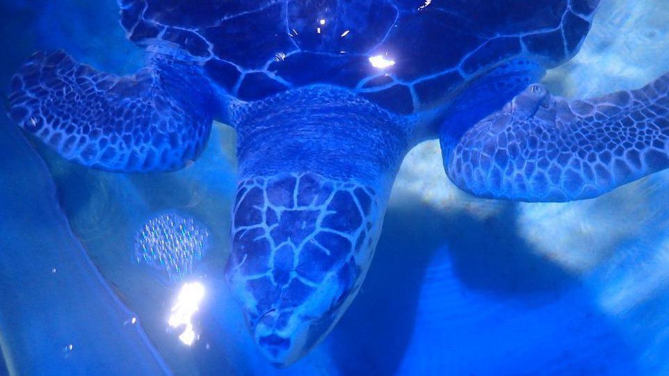 Menai the turtle is seen swimming underwater