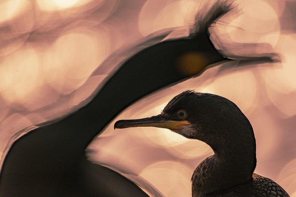 Majed Ali's End of the Day photograph, showing a European Shag taken in Vardo, Norway, won Best Portrait Gold and Overall Winner Of Bird Photographer Of The Year 2020