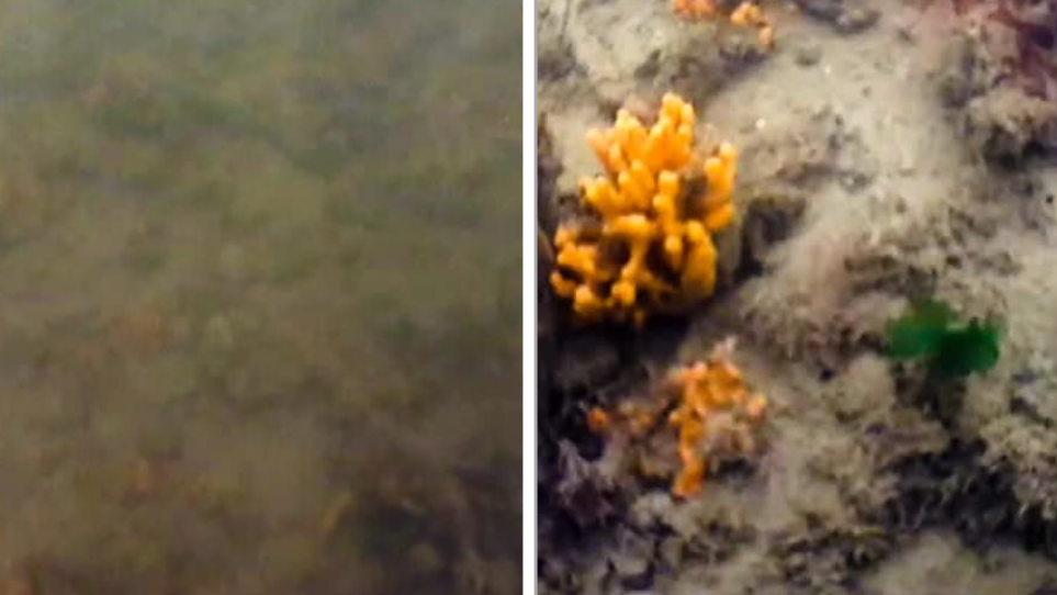 Picture split in two halves showing oyster reef underwater - on the left is a brown murky area on the right orange sponges and green weed can be seen. 