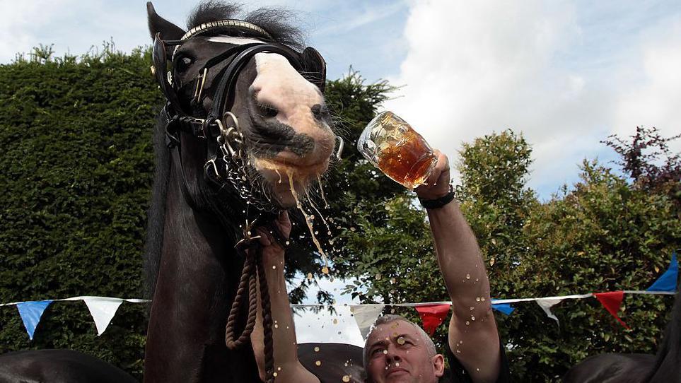 Shot of a shire horse's head from the front with bridle on - it tosses its head in the air as it is offered a pint of beer by the man holding the bridle. A sunny day, with blue, red and white bunting and green hedge behind.