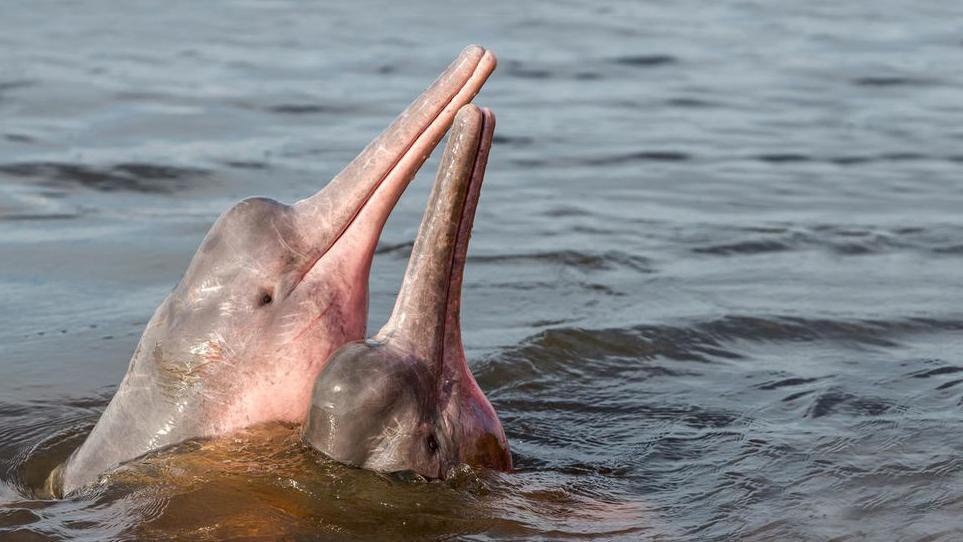 A pair of pink river dolphins