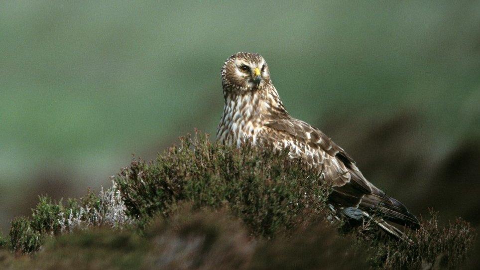 Hen harrier on a moor