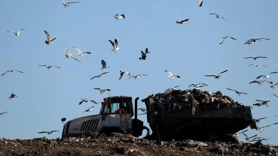 A dumper truck on top of a heap of waste is surround by seagulls. There is blue sky behind the pile of waste.