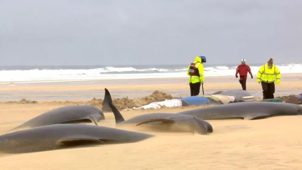Mucan-màra marbh air an Tràigh Mhòir