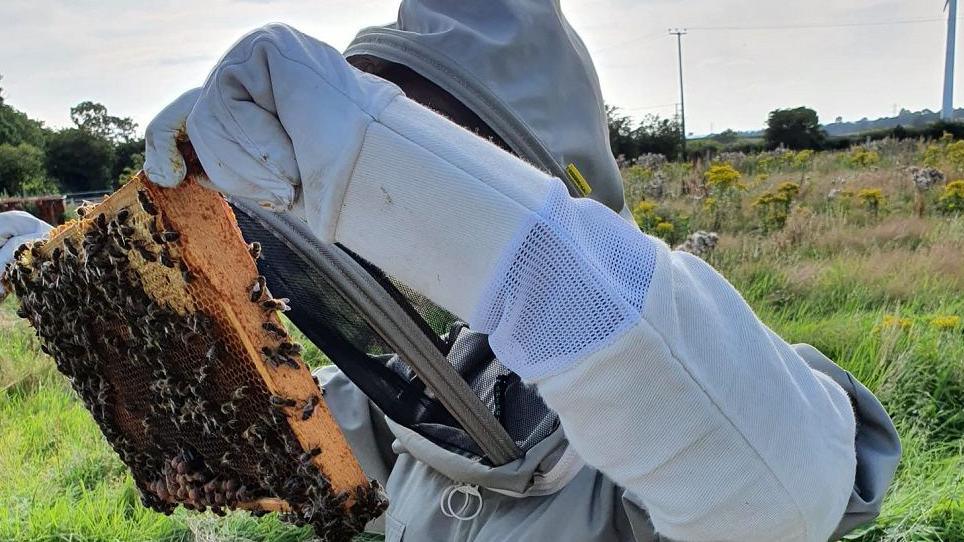 A person in a beekeeper suit holding up a beehive and checking the bees. The hive is covered in honey and black and yellow bees. 
