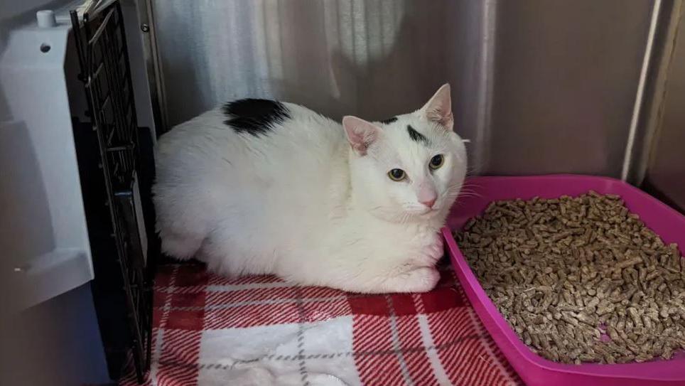 White cat with black patches sat next to a tray of cat litter