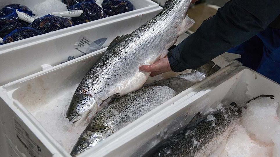 Generic image of a person inspecting a salmon on ice at a fish market