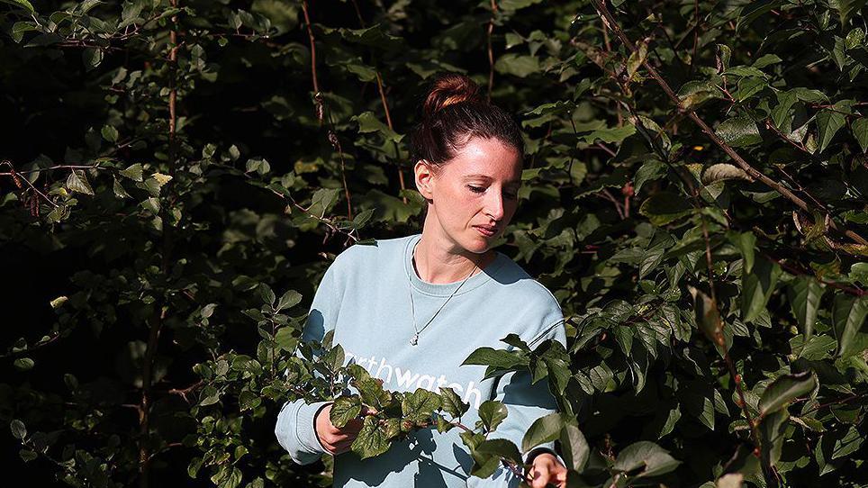 A woman with dark hair in a bun and a pale blue sweatshirt stands in sunshine examining the leaves of a plant, while surrounded by green, leafy trees