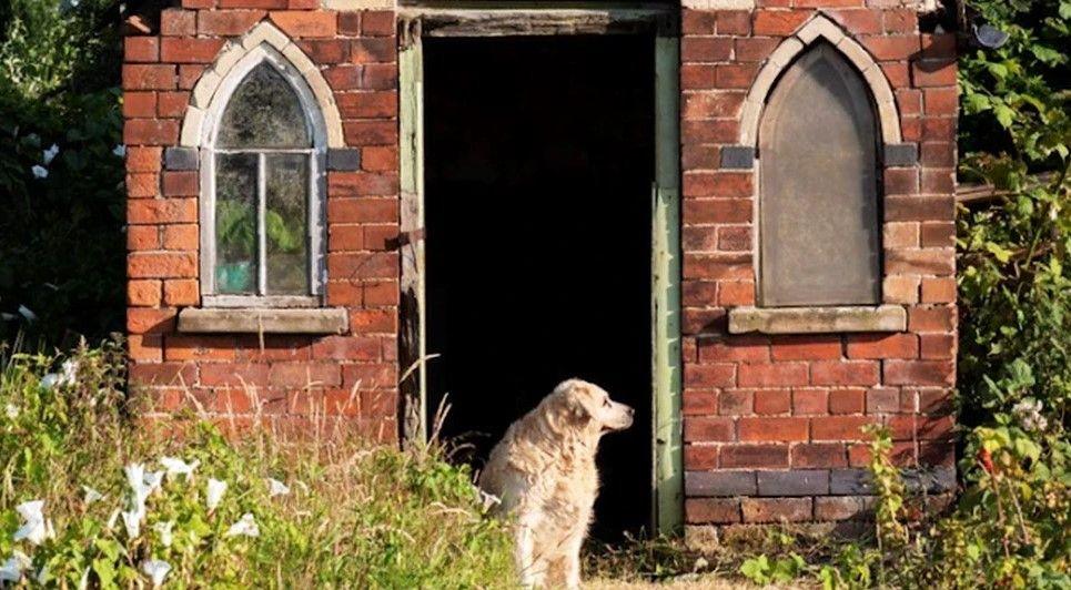 A dog stands in the doorway of a small brick building which has a window to either side of it and thick vegetation growing around and in front of it.