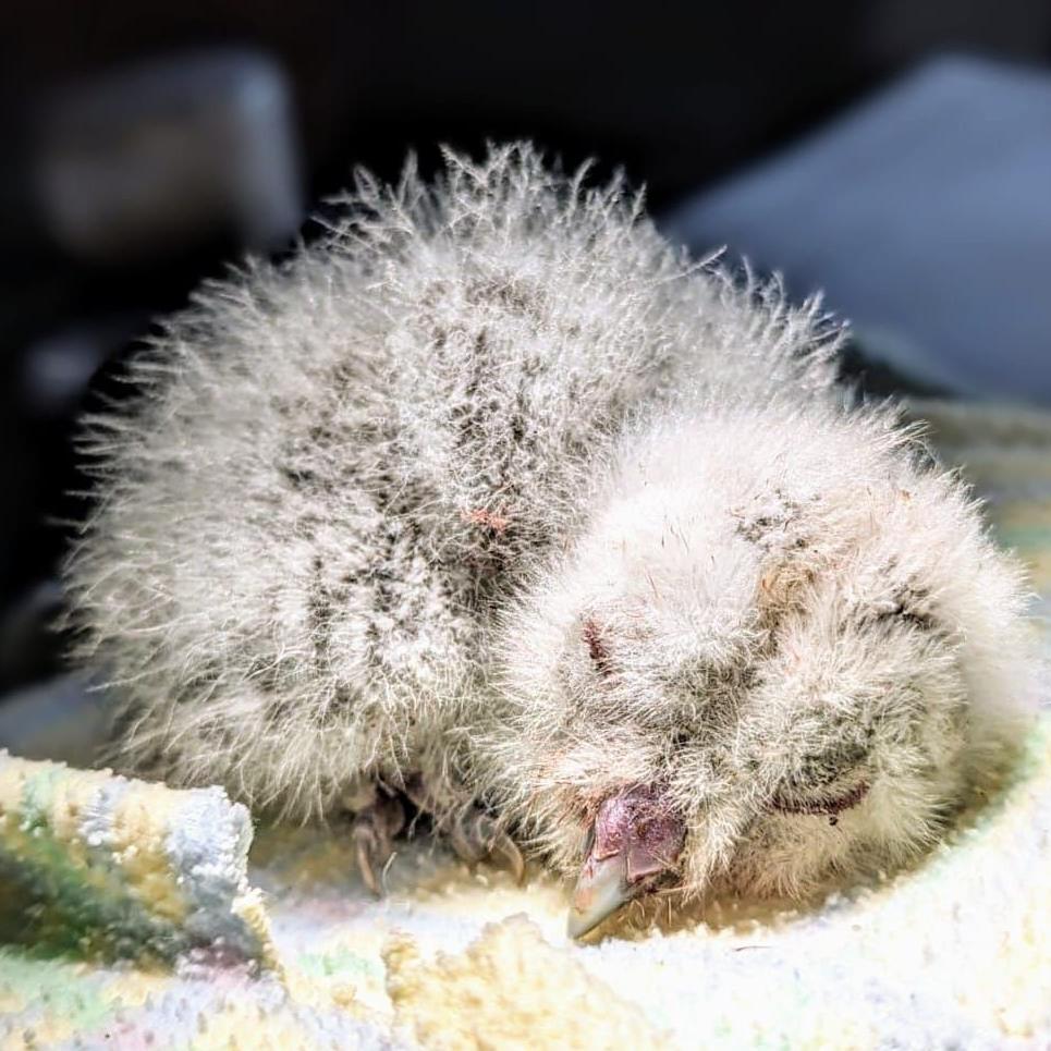 Tawny owlet found under tree