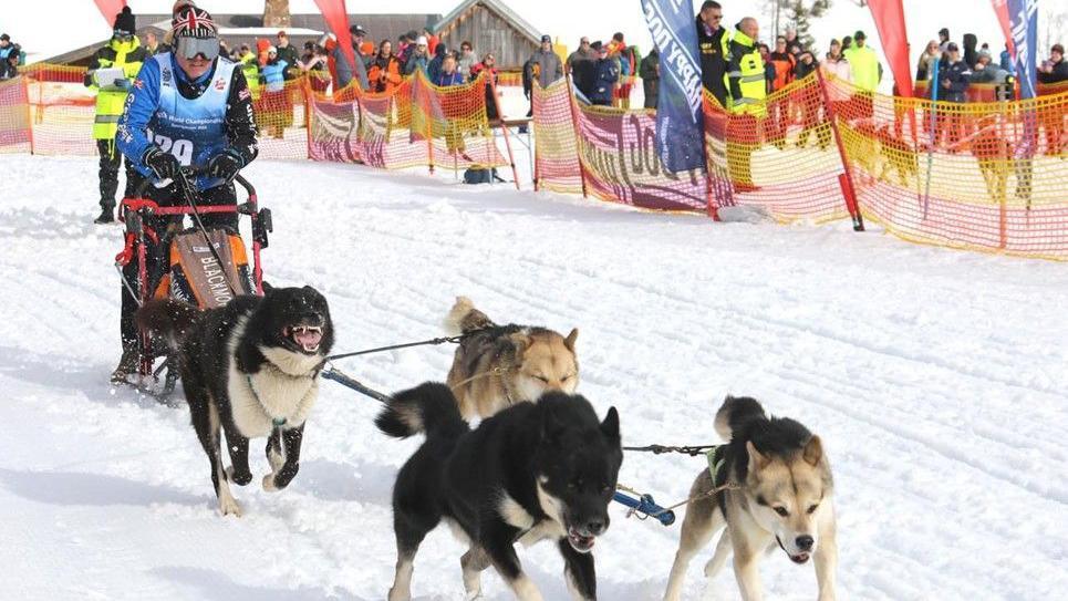 Matt Hodgson wearing union flag helmet and goggles with four huskies in front of him competing in the snow in a sled dog racing event 