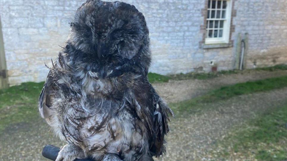 Brown-grey feathered owl gripping black pole - it is covered in black soot.