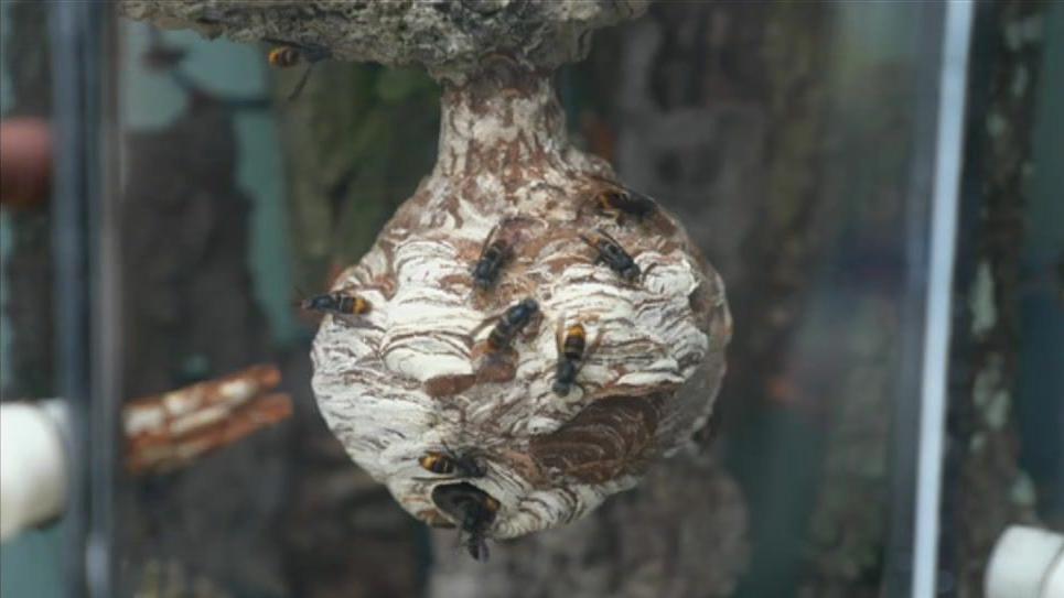 a close-up of a hornet's nest, filmed by the BBC