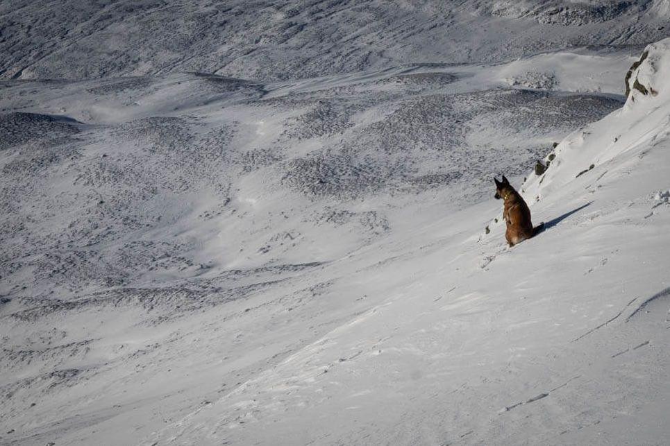 Dog in snow in Southern Cairngorms