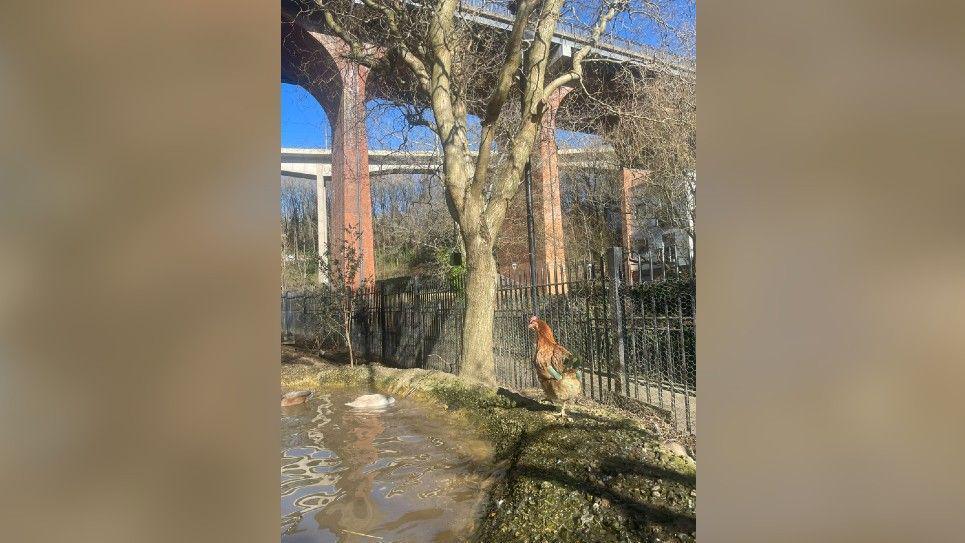 A rehomed chicken strolling confidently near a pond in the farm's yard. Ouseburn Viaduct towers above in the background. 