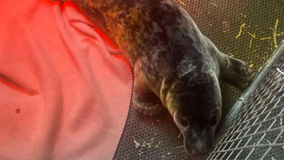 The mottled grey and black sea pup is lying on the ground with its nose resting on the side of a cage. There is a blanket on the floor and there is a heat lamp shining down.