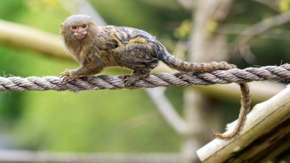 pygmy marmoset