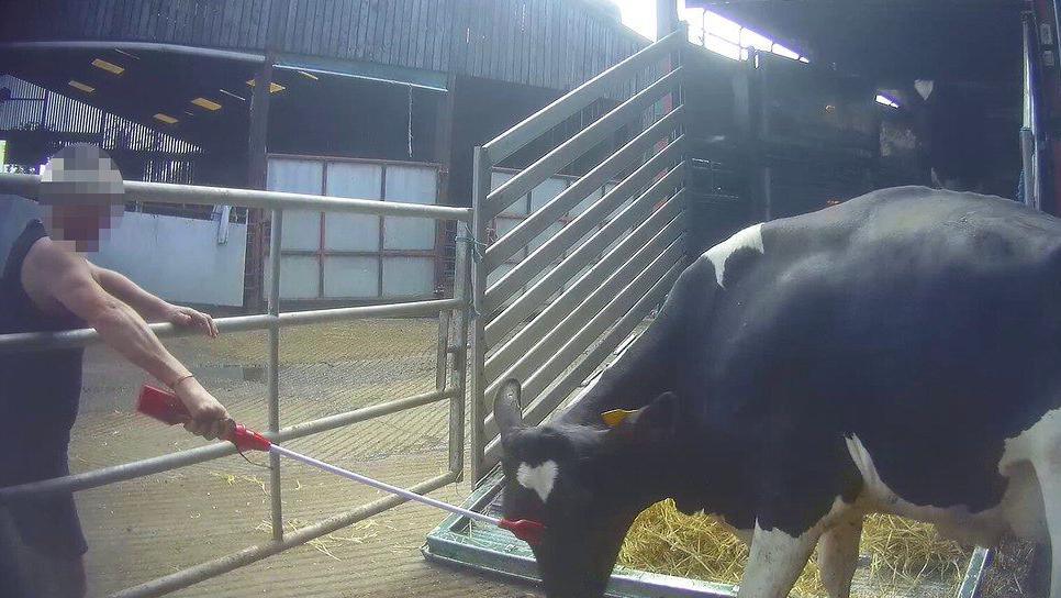 A man holding a cattle prod to the head of a cow which has its head bent down. 