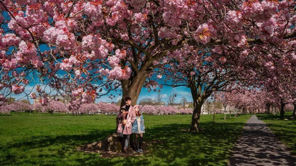 A couple and their dog pose for a photo standing against a cherry blossom tree in Harrogate, North Yorkshire