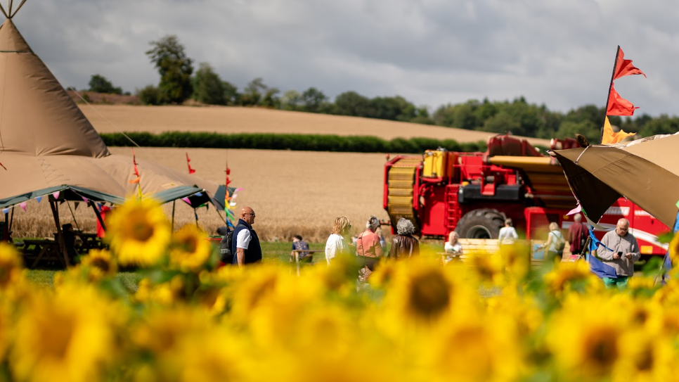 A field of sunflowers, with tents, people and farm machinery in the background