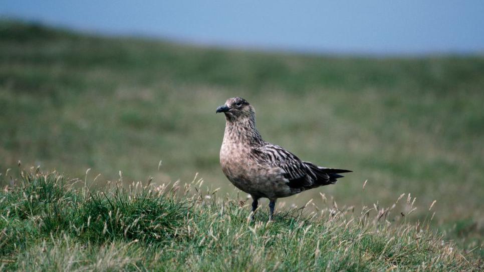 A small brown and black bird stands on a field of green grass. A short strip of blue sky can be seen at the top of the frame. 