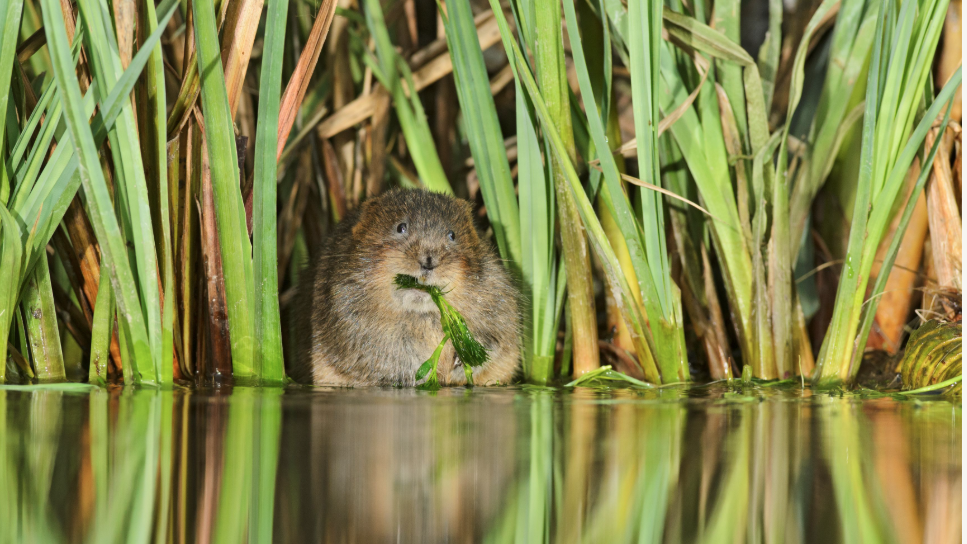 Fluffy brown water vole eating a leaf in some reeds beside a calm piece of water.