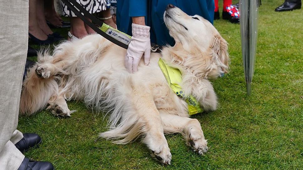 Queen Camilla's gloved hand is seen rubbing Jeanette Binns' labrador, Haworth, as he lies on the grass with his eyes closed