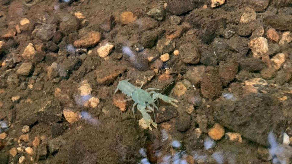 A small crayfish in a shallow, clear body of water. The crayfish is slightly off-center and appears to be either resting or moving across the rocky bottom. The water is transparent enough to reveal a mix of brown and tan stones beneath, along with some greenish algae or aquatic plant matter.