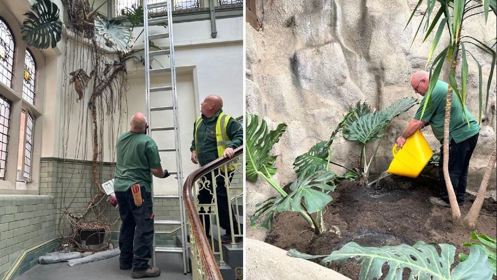 Two men with green tops stand next to a giant plant in a stairwell, one is holding a ladder. There is an image next to it with one of the men watering the plant in its new home in a large indoor flower bed. 