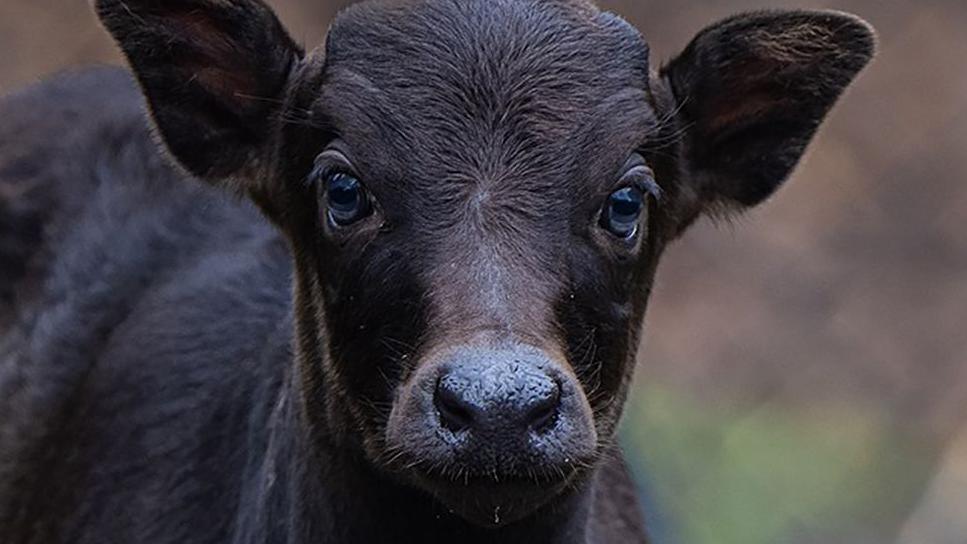 Close up of Kasimbar, a newborn anoa calf, born at Chester Zoo