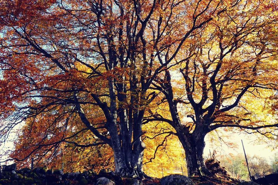 Autumn colours in Lairg