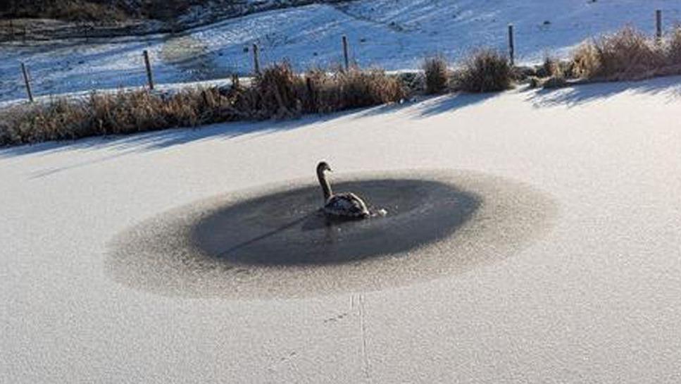 A young swan in a circle of dark ice in the middle of a canal, there is a dusting of snow on the water