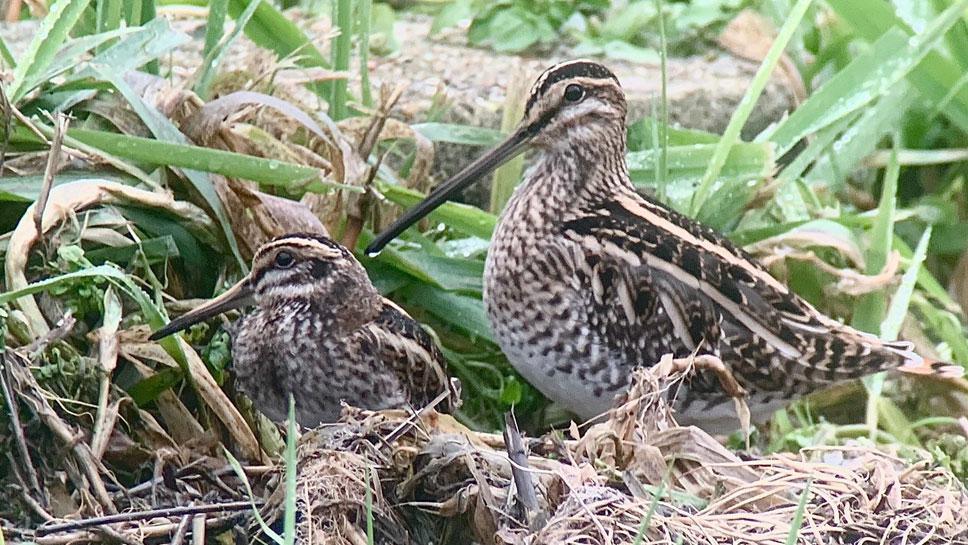 Jack snipe at Lemsford Springs