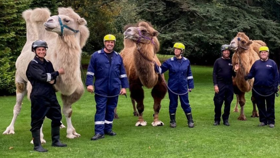 Firefighters in blue overalls and wearing yellow safety helmets stand in a group formation each holding a camel