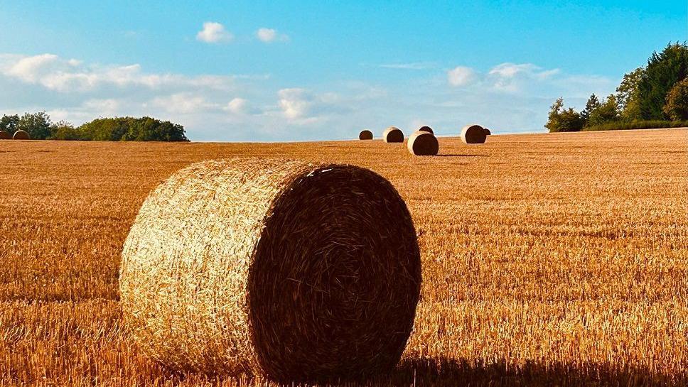 A round bale of hale, golden in colour, sits in a field with golden stubbled of crops underneath it.  Behind it other bales are visible in the distance along with trees.